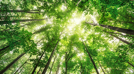 trees